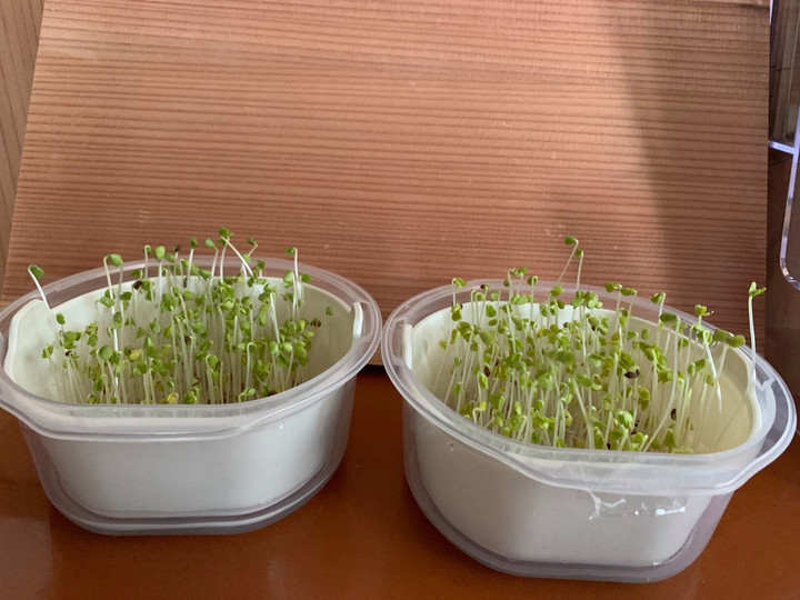 93092535_2832261520221129_194648734