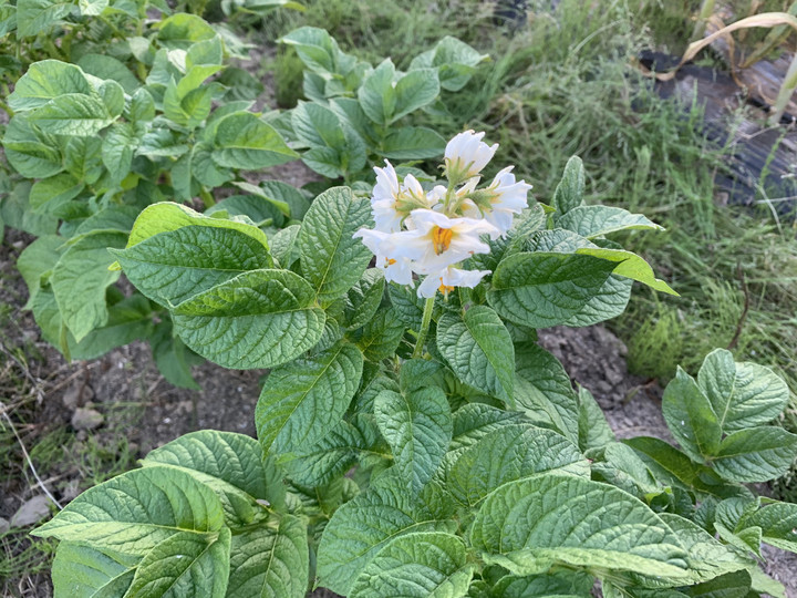 3c27e9c9596c4b3c8306f3b856dc61c1