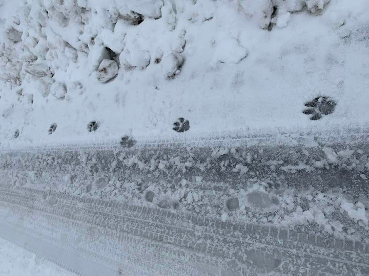 272248410_4724279761019286_28130307